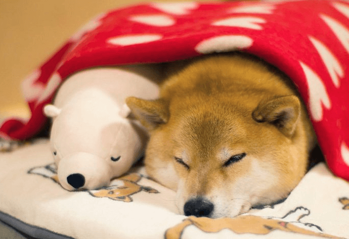 This Dog Loves To Sleep In The Same Position As His Toy-Featured