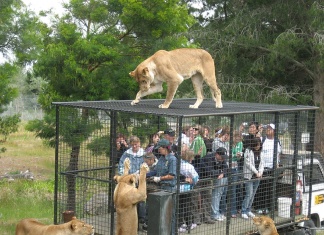 What a Zoo should look like