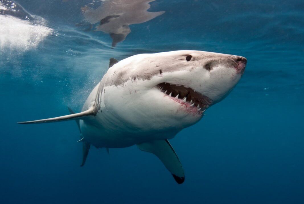 the great white shark