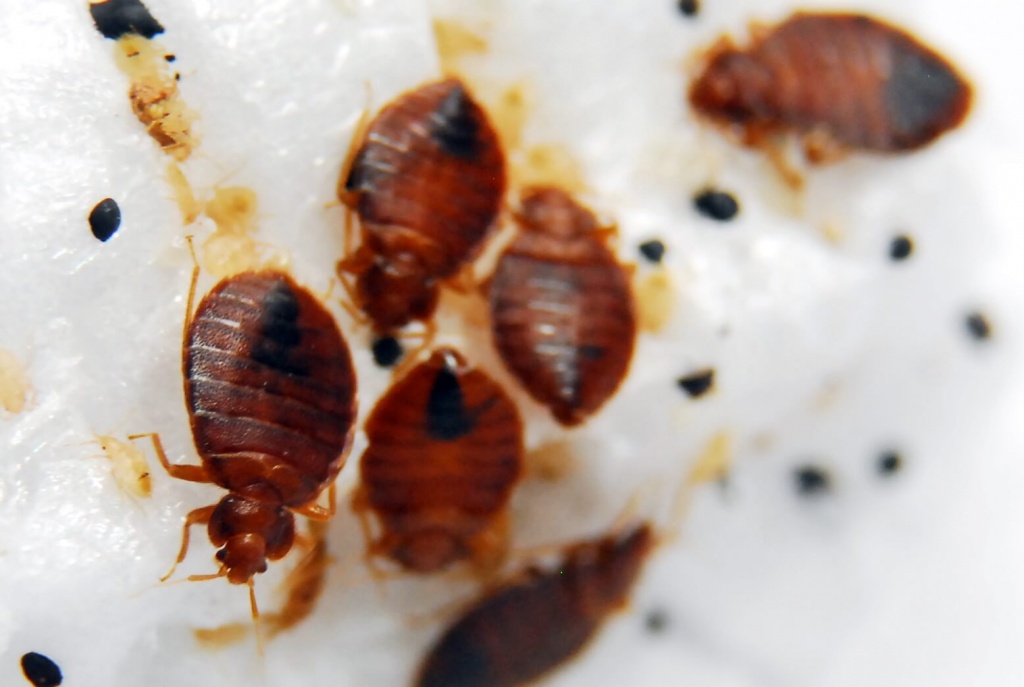where do bed bugs come from