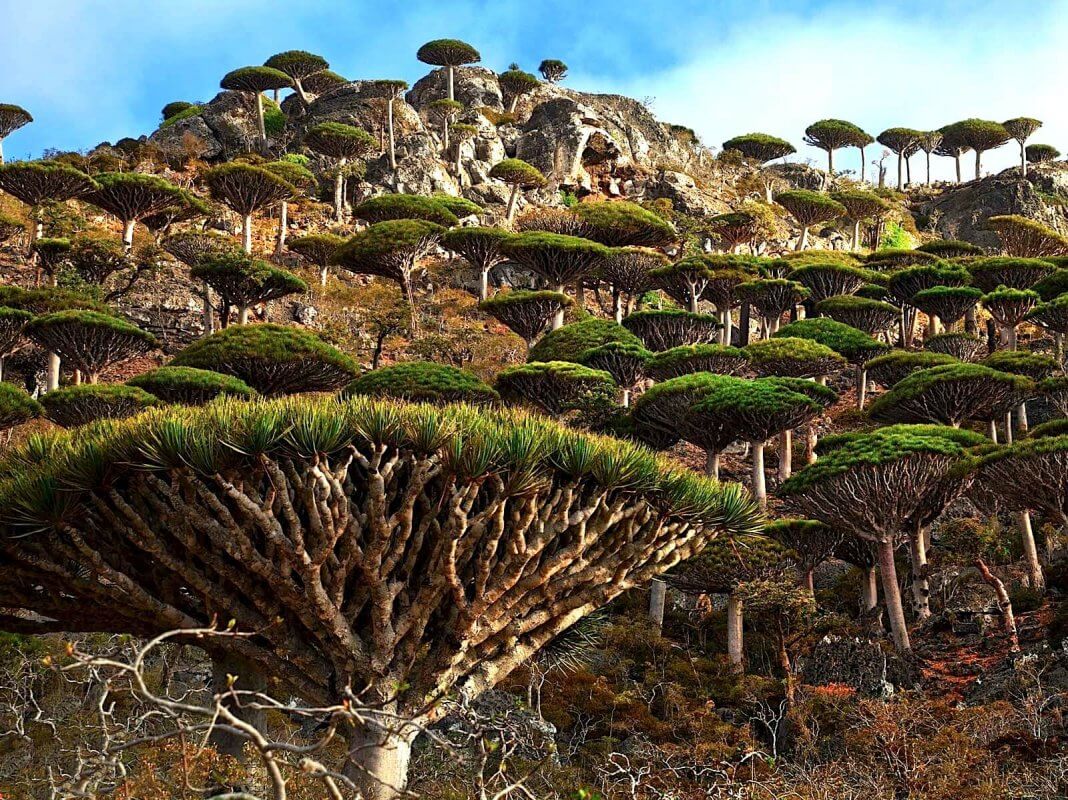 The Most Beautiful Places In The World You Didn't Know Existed-SOCOTRA - YEMEN