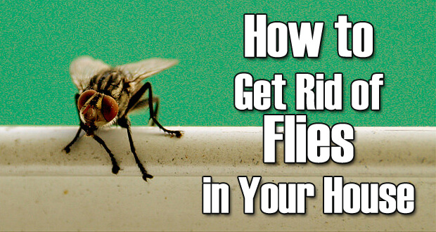 Home Remedies To Get Rid Of Fruit Flies
