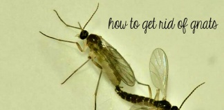 How To Get Rid Of Gnats
