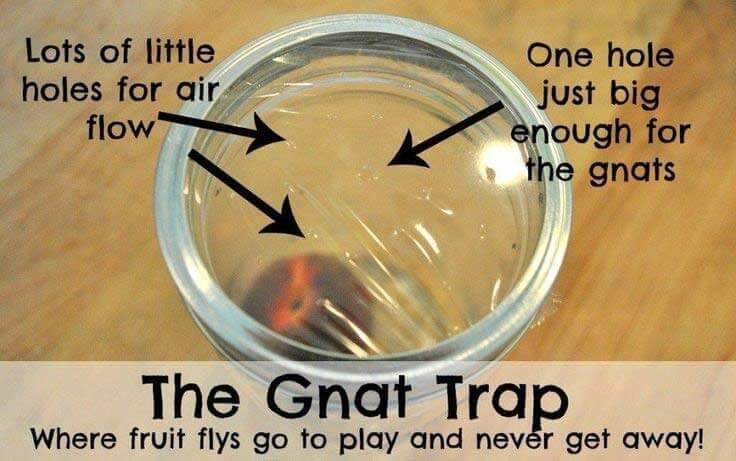 How To Get Rid Of Gnats In The Kitchen