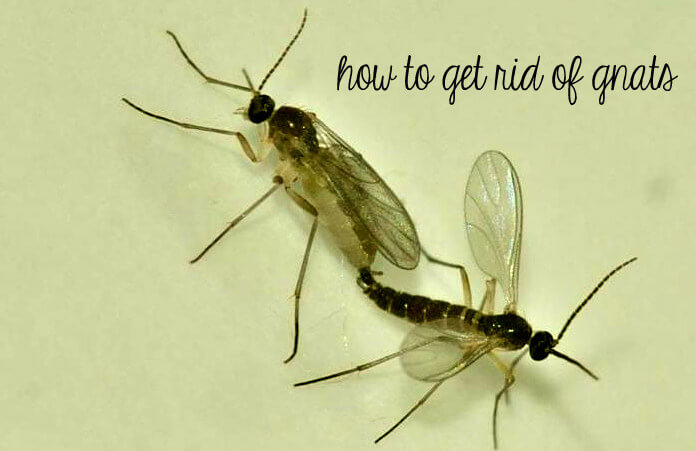 How To Get Rid Of Gnats