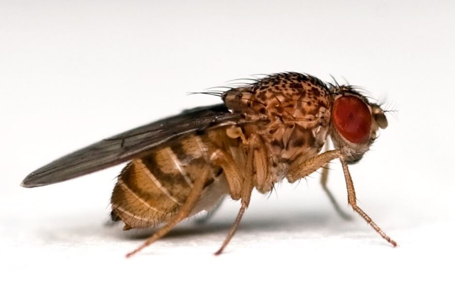 What Are Fruit Flies