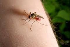 mosquito bite cure