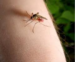 mosquito bite cure