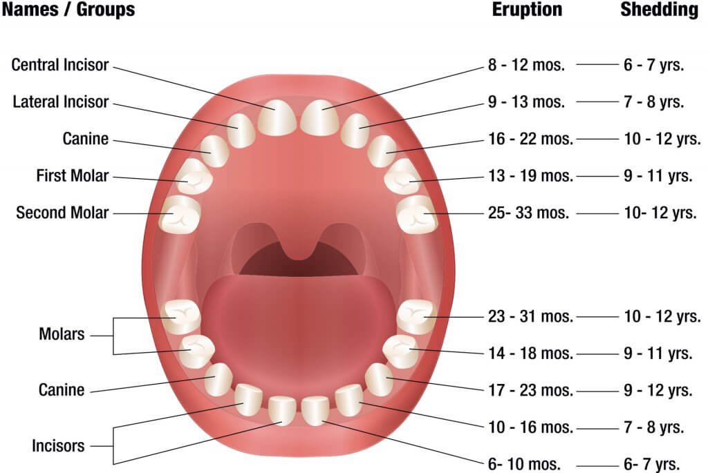 When Do Babies Start Teething? Symptoms &amp; Teething