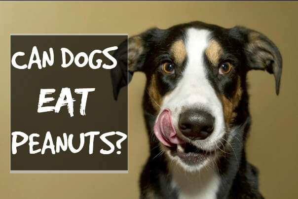 Can Dogs Eat Peanuts