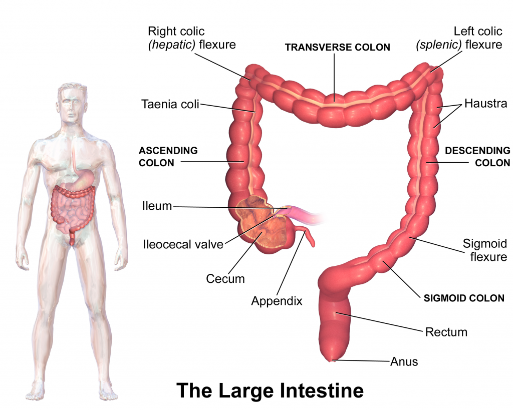 How Long To Digest Food Large Intestine to Rectum