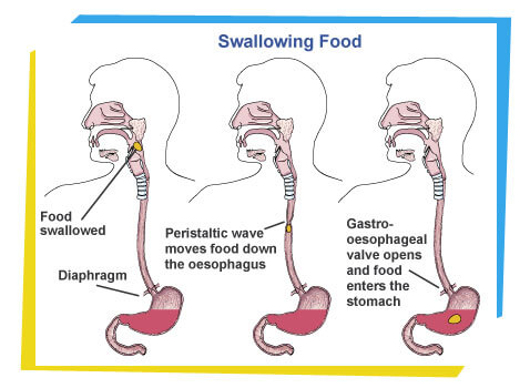 How Long To Digest Food Mouth to Stomach