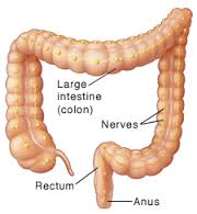 How Long To Digest Food Rectum to Anus
