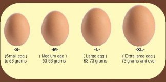 How Many Calories In An Egg