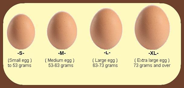 How Many Calories In An Egg