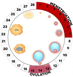 Menstrual-Cycle