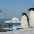 Where Do Penguins Live