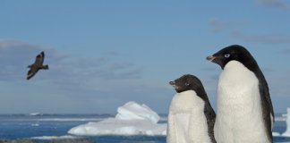Where Do Penguins Live