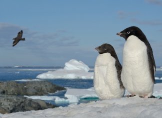 Where Do Penguins Live