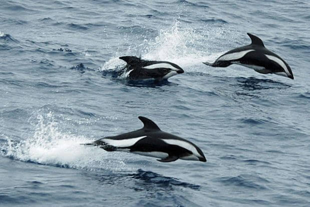 Black Dolphins or Chilean Dolphin