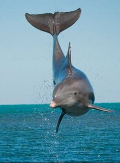 Bottlenose Dolphins