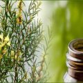 Get Rid of Lice by tea tree oil
