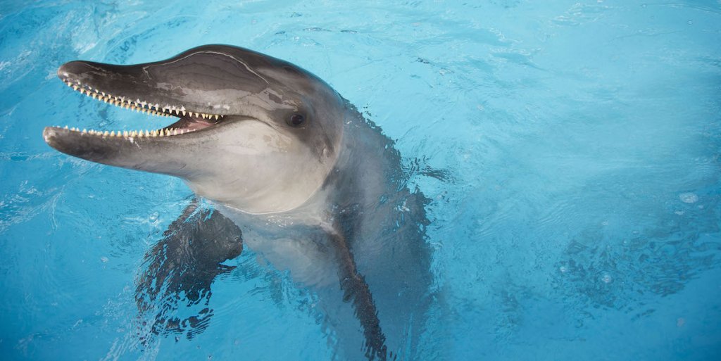 Rough-Toothed Dolphins