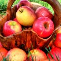 Apples - Slow Down the Aging Process