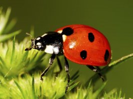 ladybugs