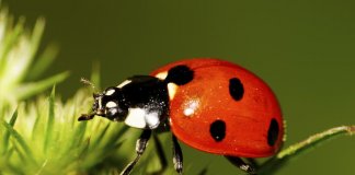 ladybugs