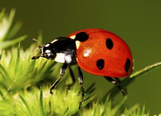 ladybugs