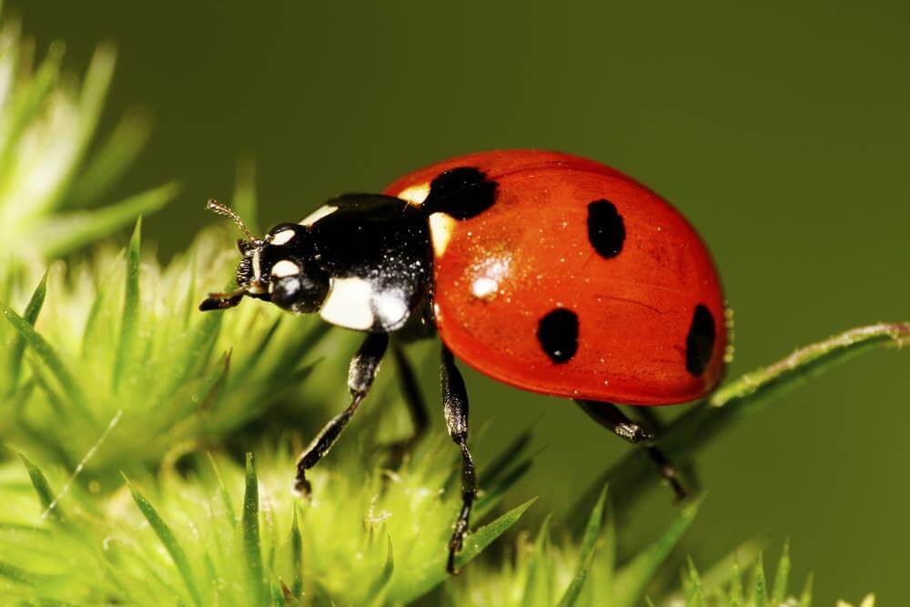 ladybugs