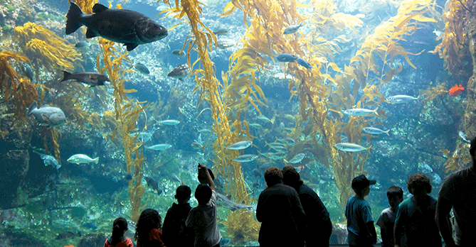 birch aquarium san diego