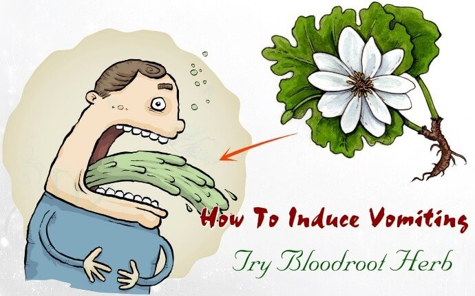How to make yourself throw up, bloodroot-herb