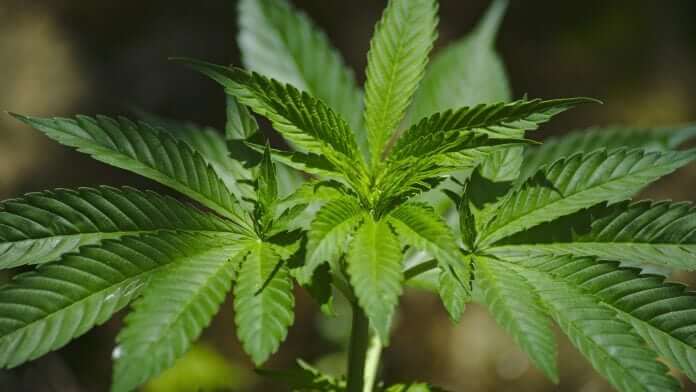 Cannabis for Sleep Problems