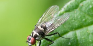 7 Simple and Amazing Methods of DIY Pest Control