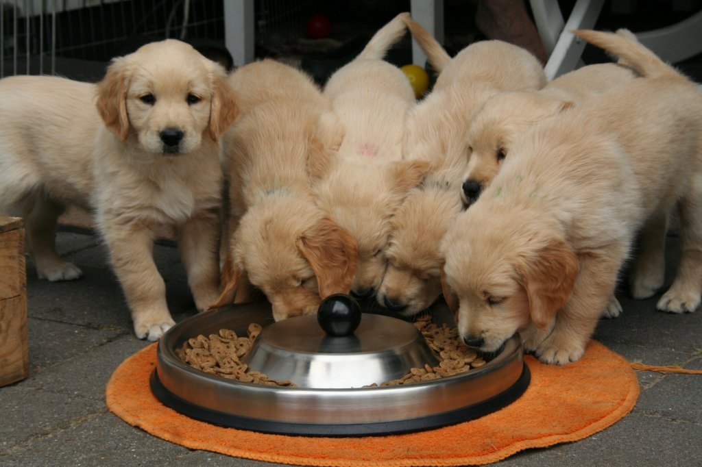 Choosing the Right Brand of Chow for Your Four-Legged Family Member