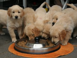 Choosing the Right Brand of Chow for Your Four-Legged Family Member