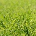 Facts About Lawns