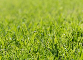 Facts About Lawns