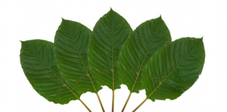 Kratom Strains