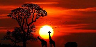 Pack Light: What to Bring on Your Next Safari Adventure