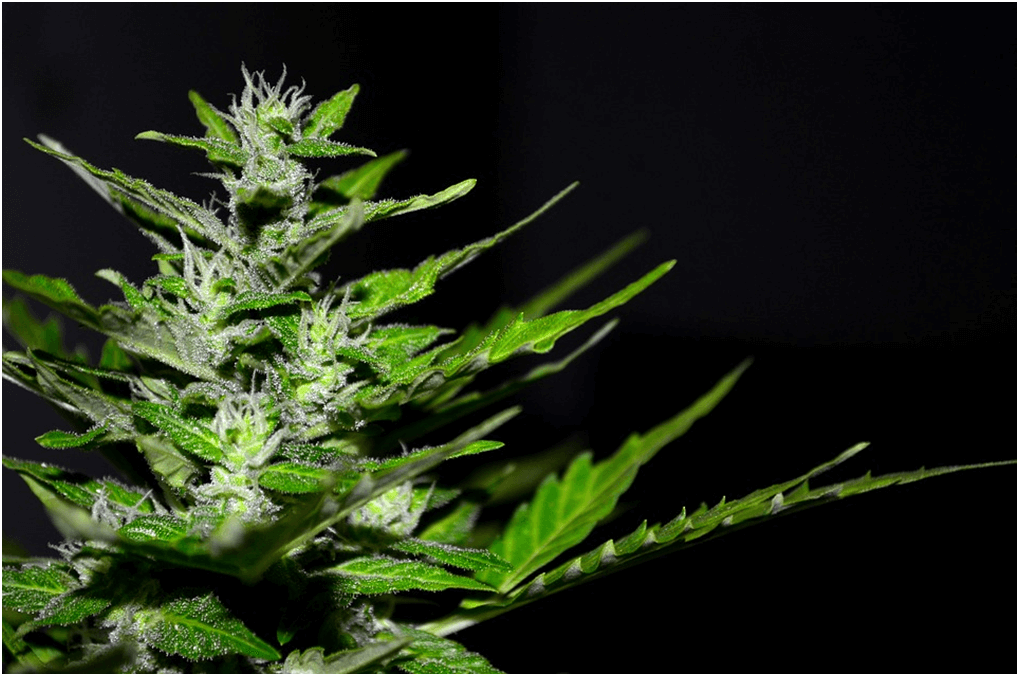 What to Consider Before Buying CBD Buds