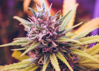 cannabis strains for relaxation