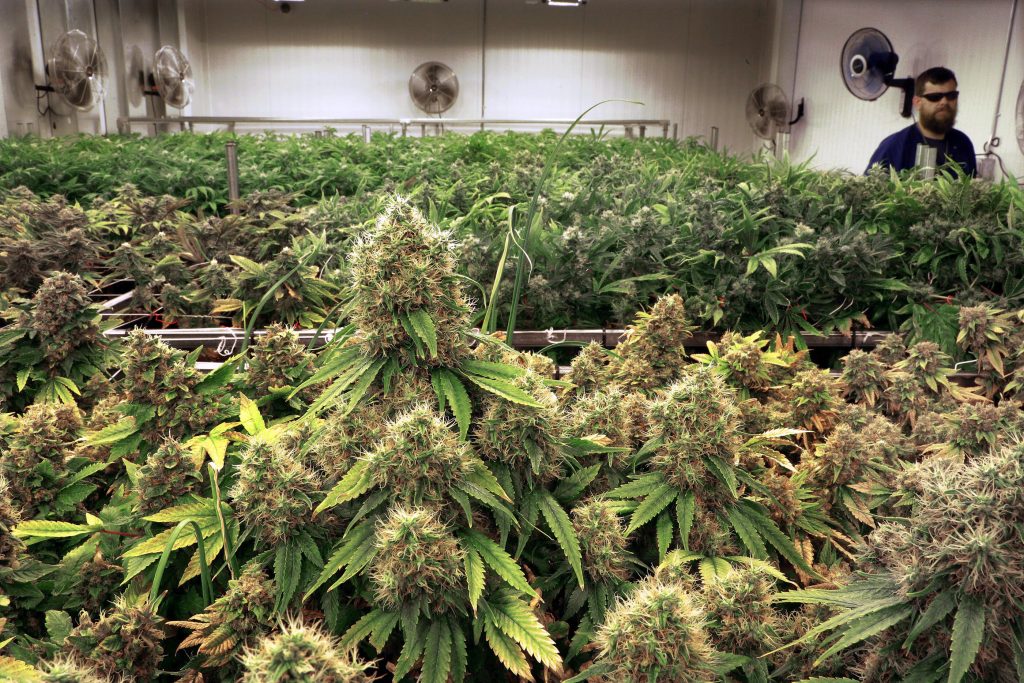 cbd