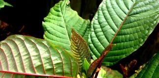 Red Horn Kratom