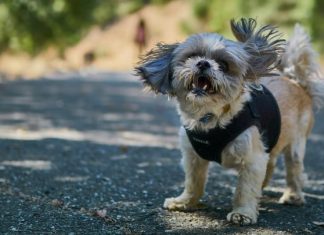 Best small dog harness