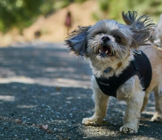 Best small dog harness