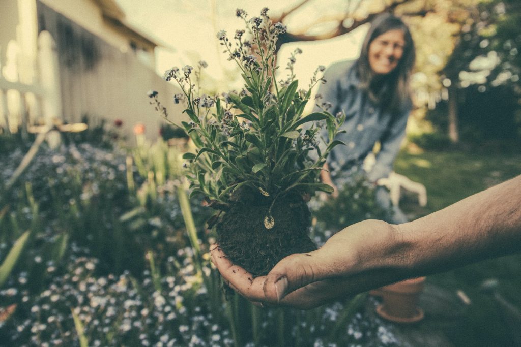 Hassle-Free Garden
