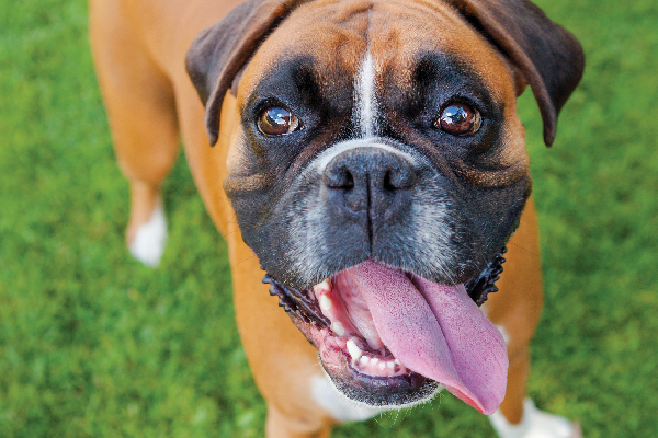 Boxer dog